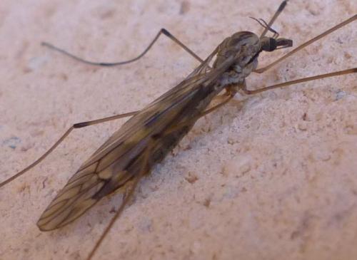 Tipula rufina